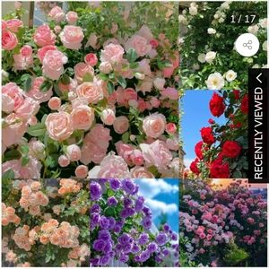 Meet your Posher, Rosh